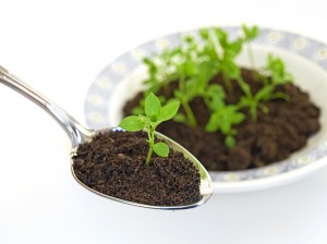 Organic-spoon-soil-300x224